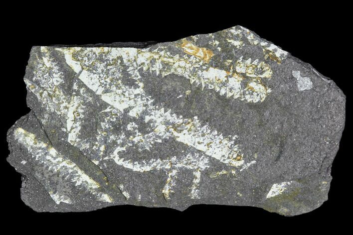 Fossil Graptolite Cluster (Didymograptus) - Great Britain #103426